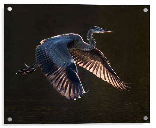 Great Blue Heron in Flight VII Acrylic by Abeselom Zerit