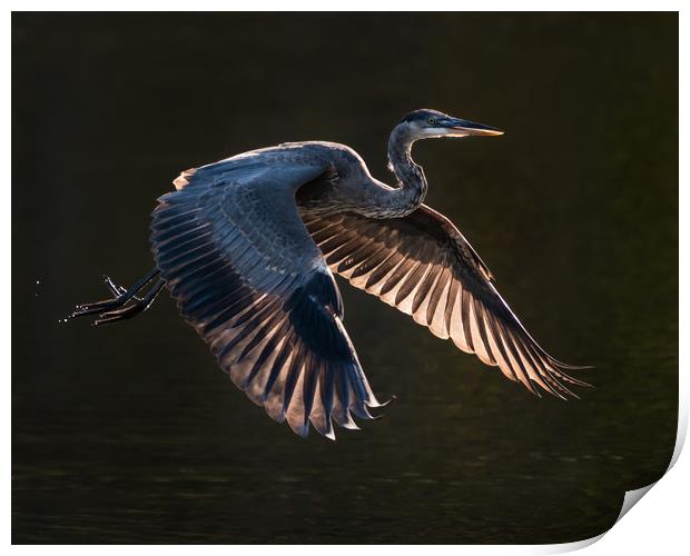 Great Blue Heron in Flight VII Print by Abeselom Zerit