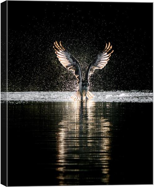 Osprey Takeoff Canvas Print by Abeselom Zerit