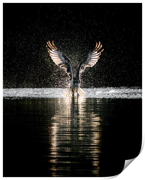 Osprey Takeoff Print by Abeselom Zerit