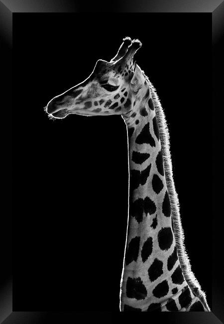 Baringo Giraffe Framed Print by Abeselom Zerit