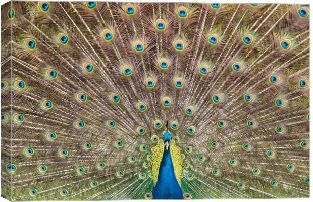 Peacock Plumage Canvas Print by Abeselom Zerit