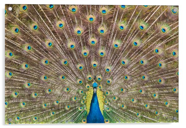 Peacock Plumage Acrylic by Abeselom Zerit