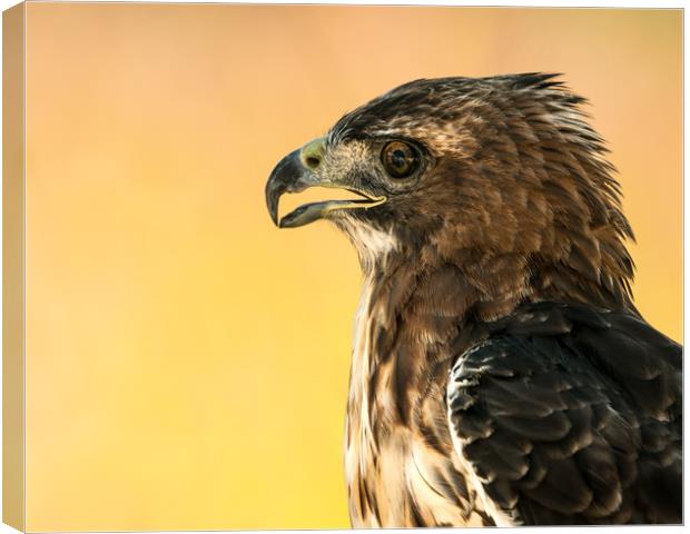 Red-Tailed Hawk III Canvas Print by Abeselom Zerit