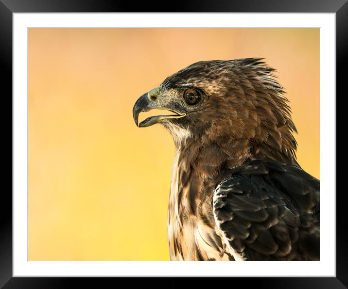 Red-Tailed Hawk III Framed Mounted Print by Abeselom Zerit