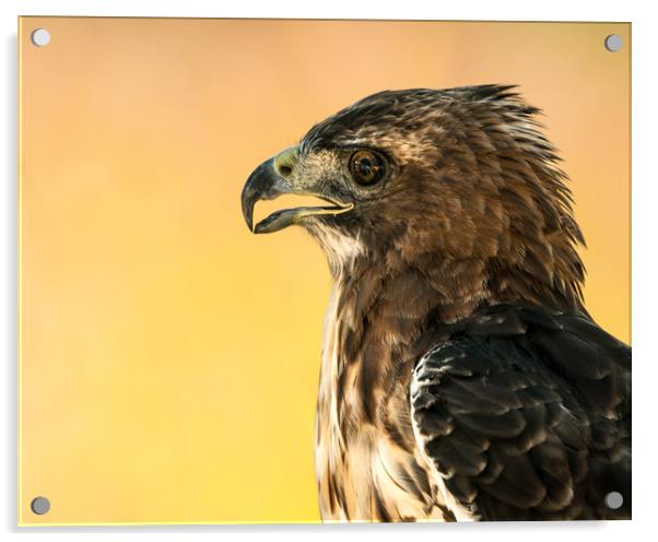 Red-Tailed Hawk III Acrylic by Abeselom Zerit