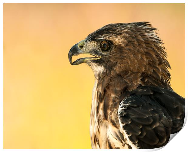 Red-Tailed Hawk III Print by Abeselom Zerit