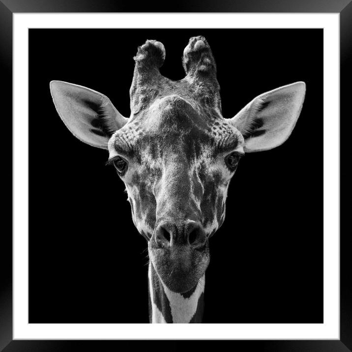 Reticulated Giraffe Framed Mounted Print by Abeselom Zerit