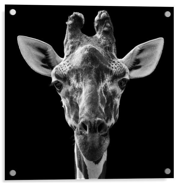 Reticulated Giraffe Acrylic by Abeselom Zerit