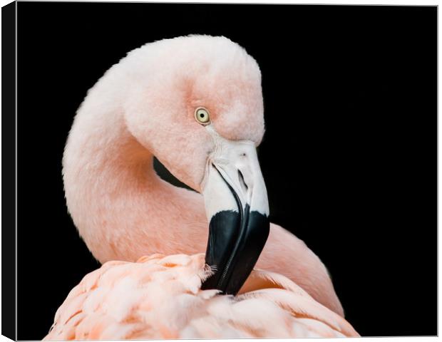 Chilean Flamingo V Canvas Print by Abeselom Zerit