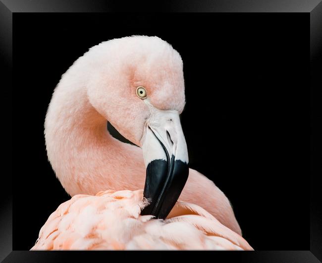 Chilean Flamingo V Framed Print by Abeselom Zerit