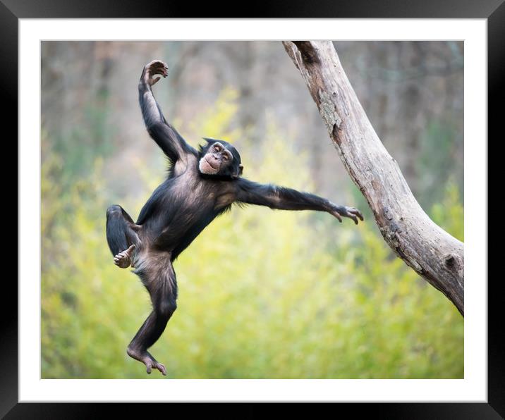 Chimp in Flight Framed Mounted Print by Abeselom Zerit