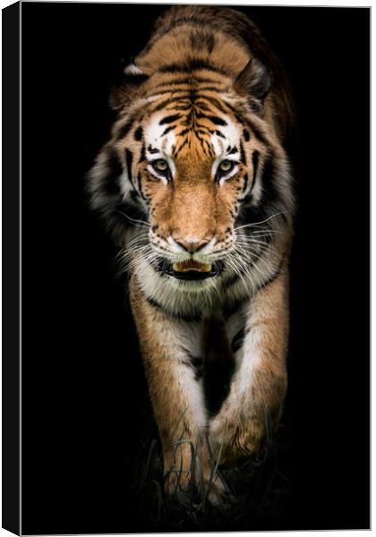 Amur Tiger On the Prowl II Canvas Print by Abeselom Zerit