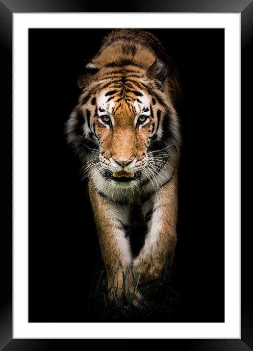Amur Tiger On the Prowl II Framed Mounted Print by Abeselom Zerit