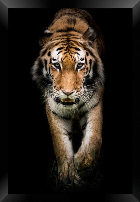 Amur Tiger On the Prowl II Framed Print by Abeselom Zerit