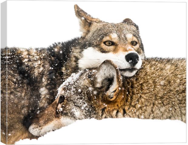 Red Wolf Pair in Snow Canvas Print by Abeselom Zerit