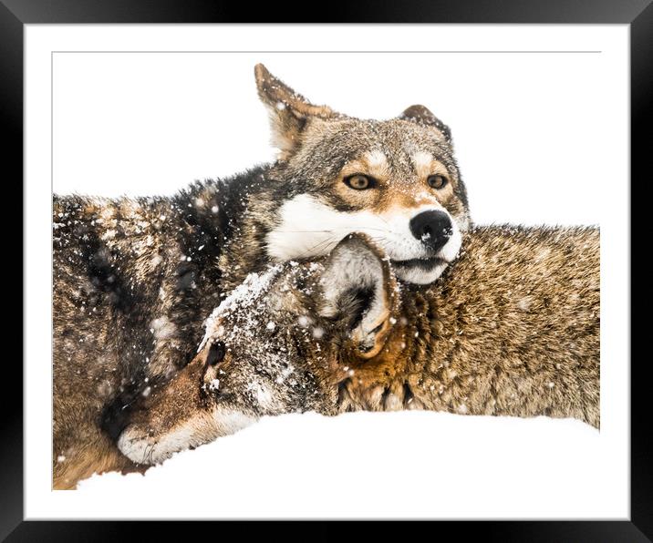 Red Wolf Pair in Snow Framed Mounted Print by Abeselom Zerit
