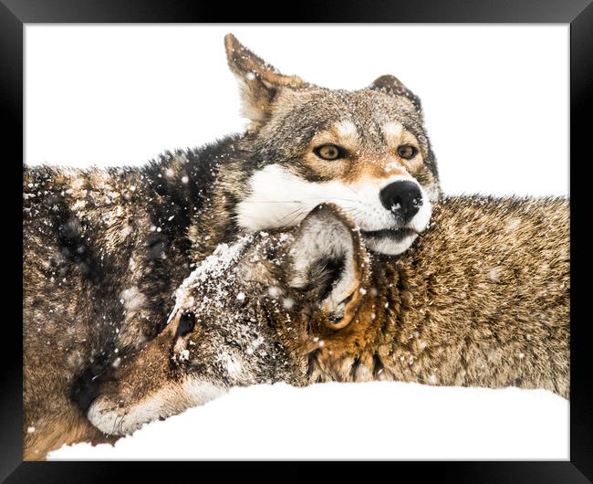 Red Wolf Pair in Snow Framed Print by Abeselom Zerit