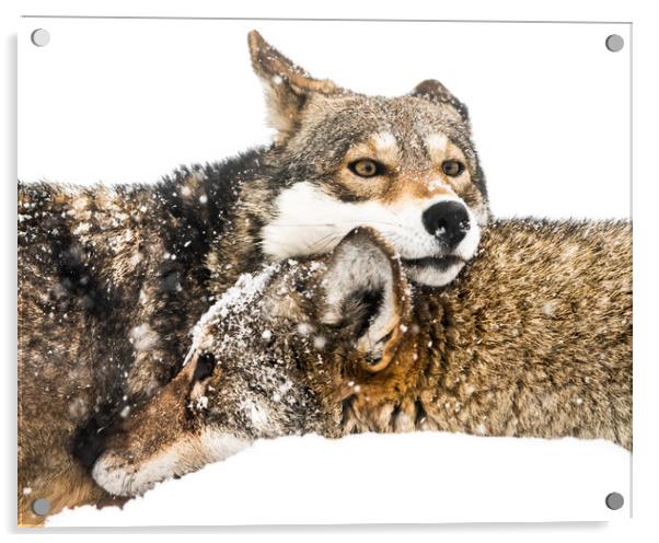 Red Wolf Pair in Snow Acrylic by Abeselom Zerit
