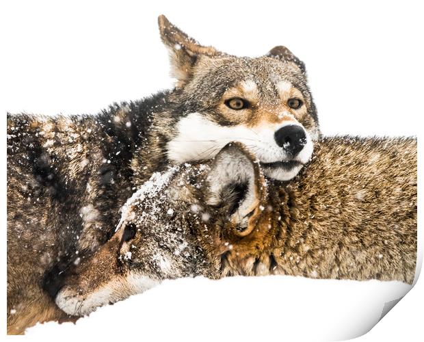 Red Wolf Pair in Snow Print by Abeselom Zerit