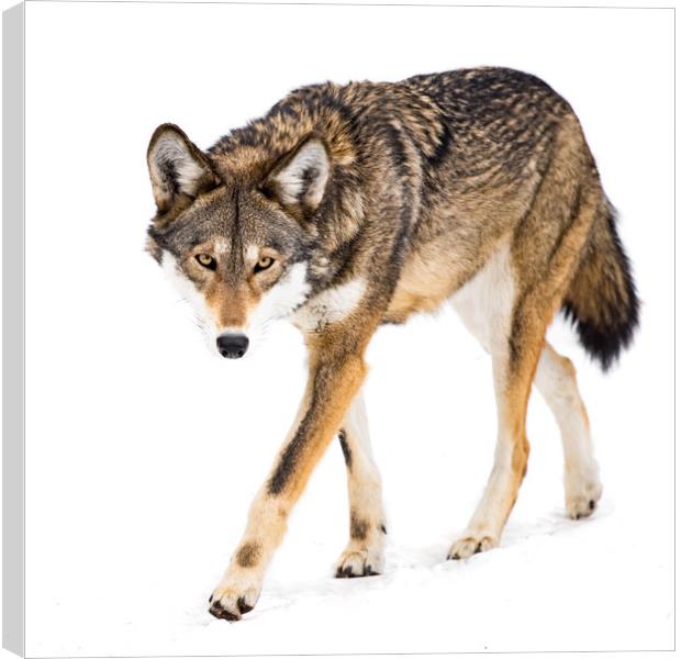 Red Wolf in Snow VIII Canvas Print by Abeselom Zerit