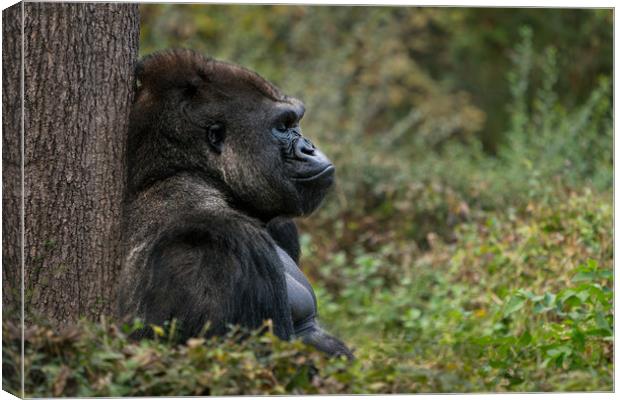 Western Lowland Gorilla XI Canvas Print by Abeselom Zerit