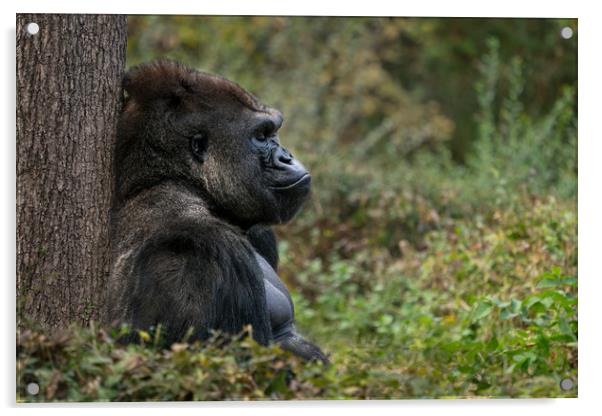 Western Lowland Gorilla XI Acrylic by Abeselom Zerit