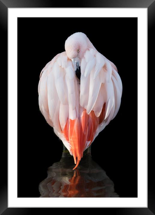 Chilean Flamingo  IX Framed Mounted Print by Abeselom Zerit