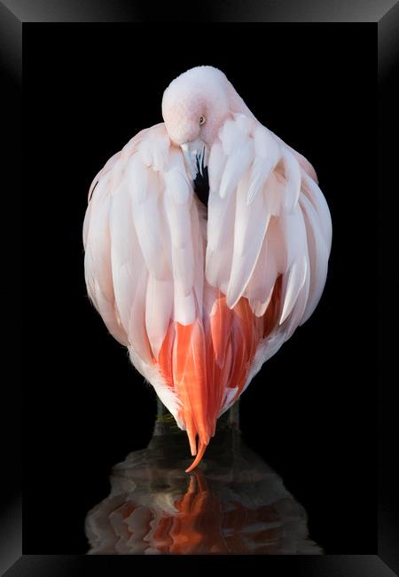 Chilean Flamingo  IX Framed Print by Abeselom Zerit