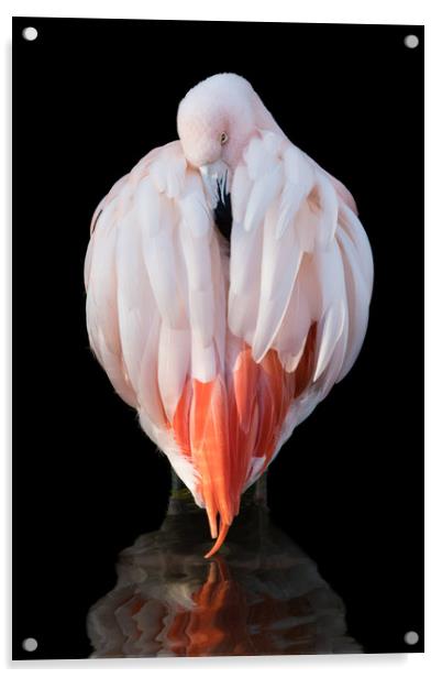 Chilean Flamingo  IX Acrylic by Abeselom Zerit