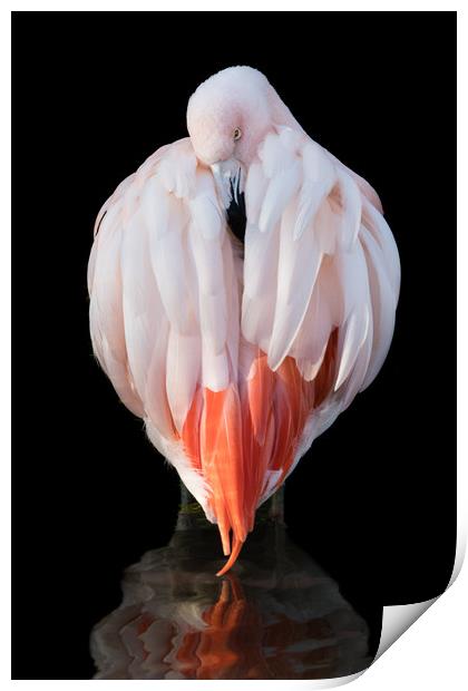 Chilean Flamingo  IX Print by Abeselom Zerit