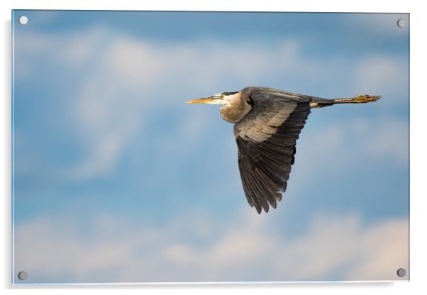 Great Blue Heron in Flight II Acrylic by Abeselom Zerit