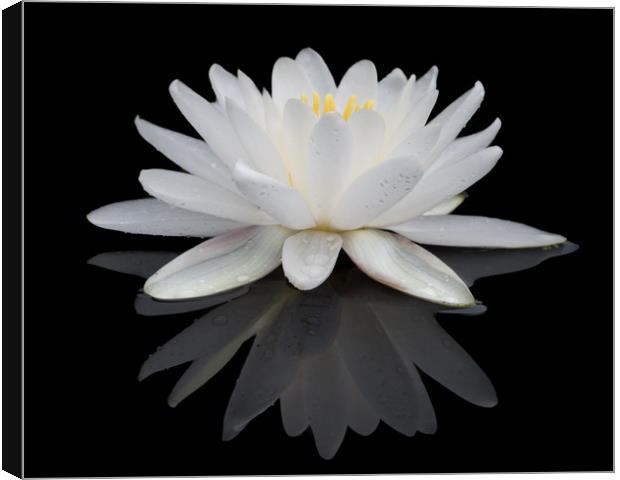 White Water Lily Canvas Print by Abeselom Zerit