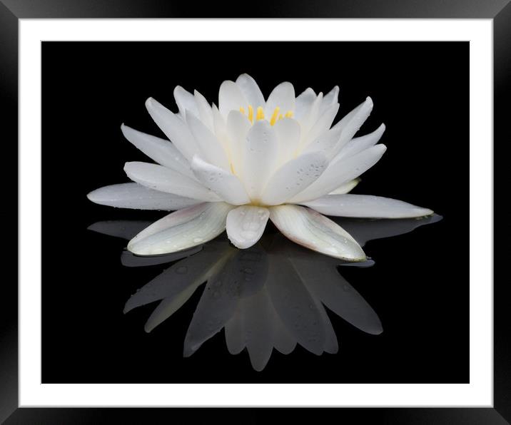 White Water Lily Framed Mounted Print by Abeselom Zerit
