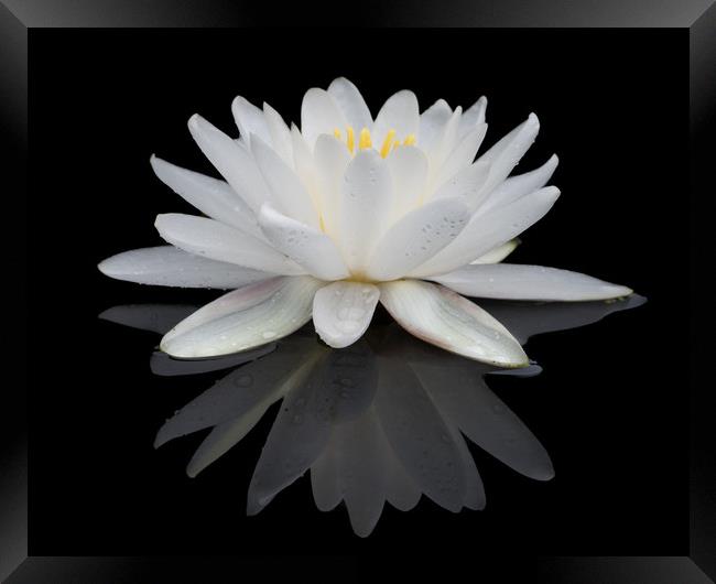 White Water Lily Framed Print by Abeselom Zerit
