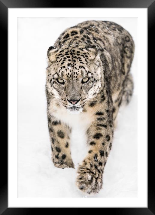 Snow Leopard on the Prowl XIV Framed Mounted Print by Abeselom Zerit