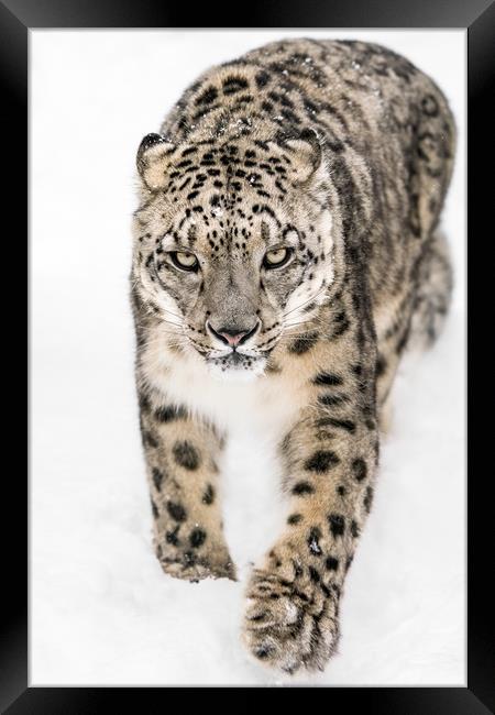 Snow Leopard on the Prowl XIV Framed Print by Abeselom Zerit