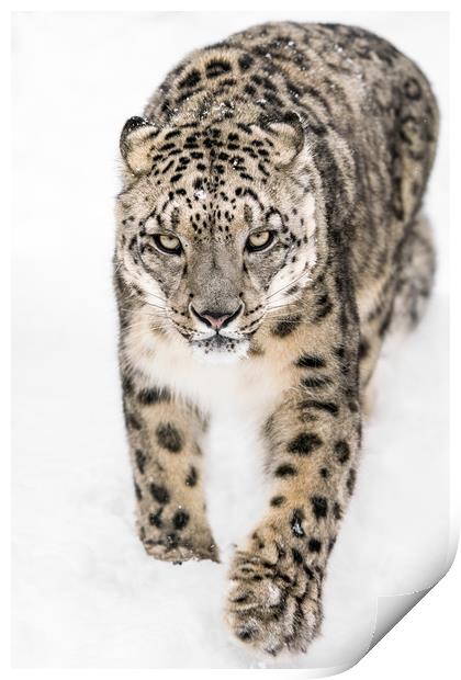 Snow Leopard on the Prowl XIV Print by Abeselom Zerit