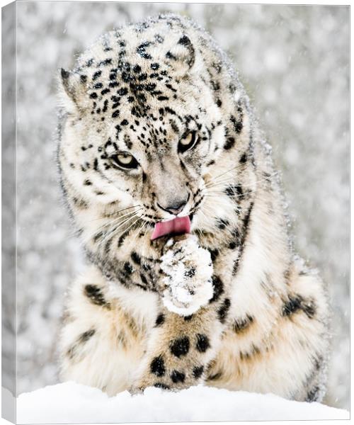 Snow Leopard in Snow Storm IV Canvas Print by Abeselom Zerit