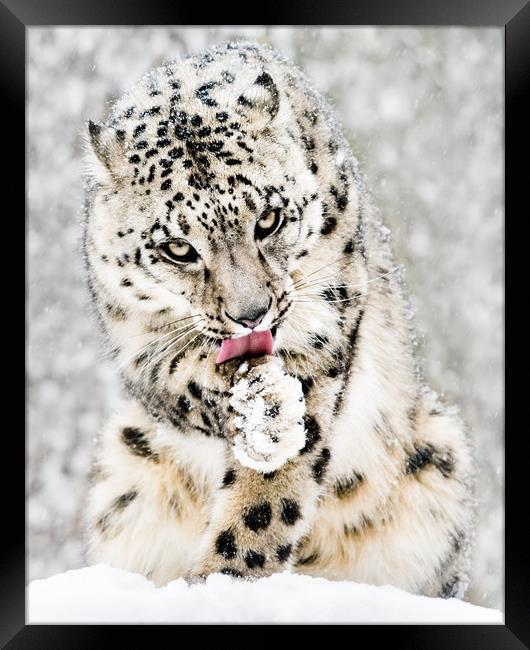 Snow Leopard in Snow Storm IV Framed Print by Abeselom Zerit