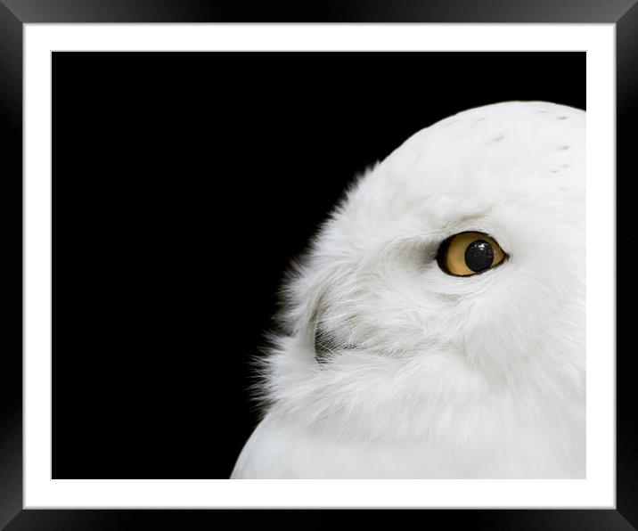 Snowy Owl Framed Mounted Print by Abeselom Zerit