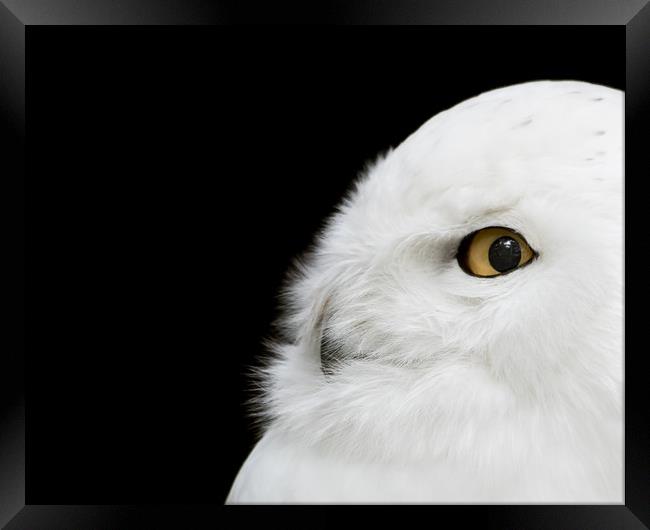 Snowy Owl Framed Print by Abeselom Zerit