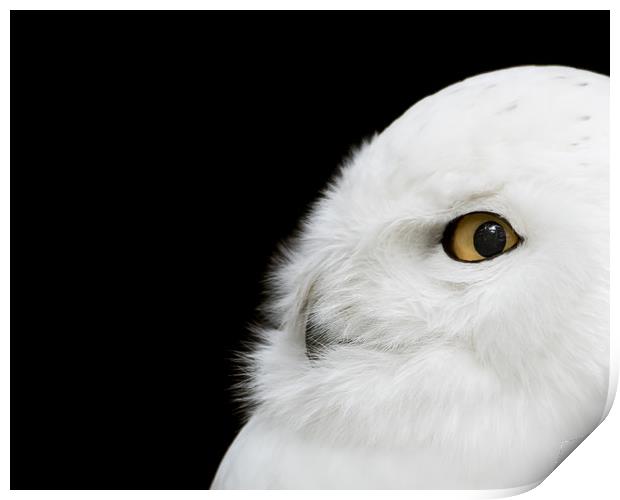 Snowy Owl Print by Abeselom Zerit