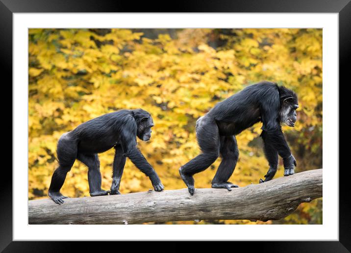 Chimpanzee Pair III Framed Mounted Print by Abeselom Zerit