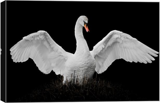 Mute Swan Canvas Print by Abeselom Zerit