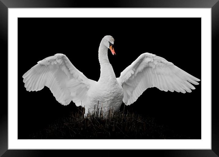 Mute Swan Framed Mounted Print by Abeselom Zerit