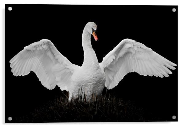 Mute Swan Acrylic by Abeselom Zerit