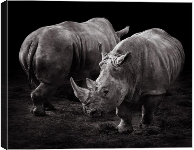 White Rhinos Canvas Print by Abeselom Zerit