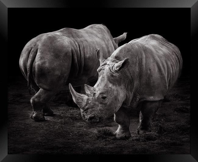 White Rhinos Framed Print by Abeselom Zerit