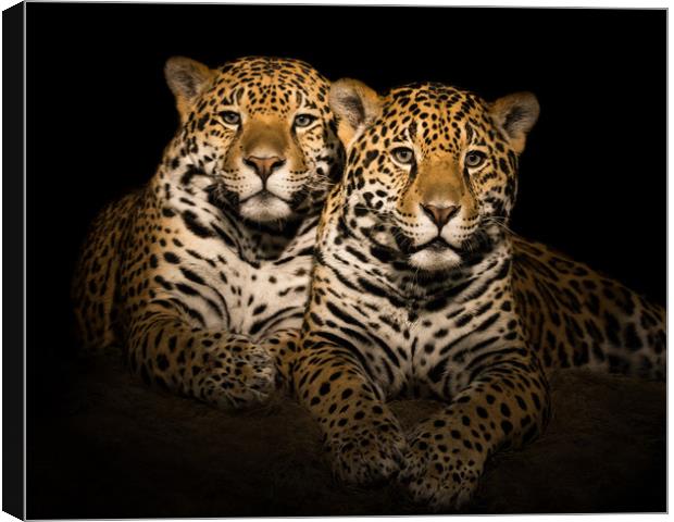 Jaguar Pair V Canvas Print by Abeselom Zerit